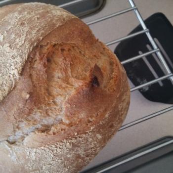 High Altitude with Attitude, born September 28, 2019 Sourdough Wheat Boule first overview