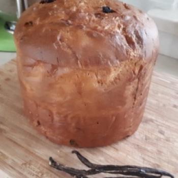 Lievito madre Panettone first overview