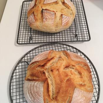 Wheatbelt Fester Round Bread first overview